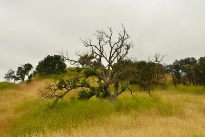 DSC_6509 (Large).JPG